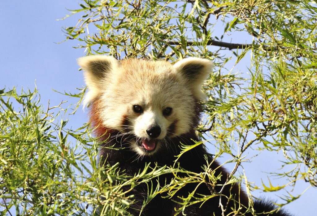 Red panda climbing among tree branches at Shepreth Wildlife Park