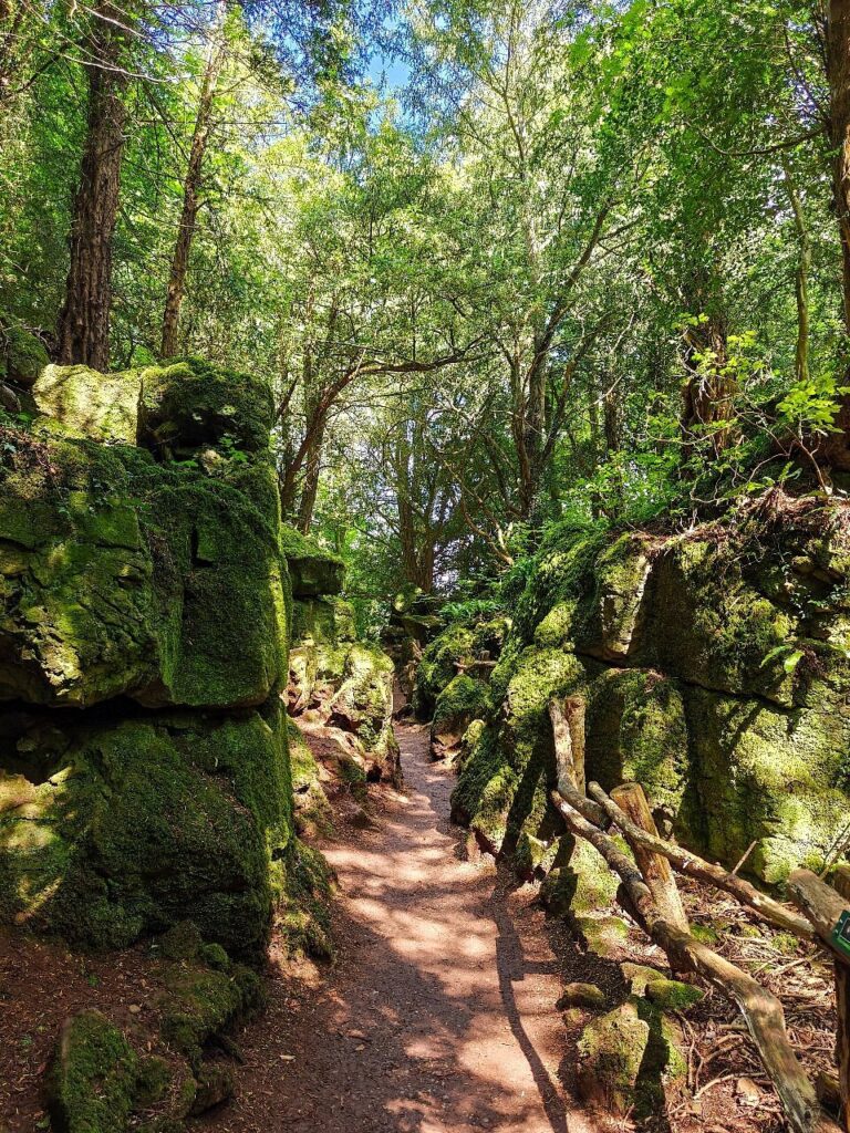 Puzzlewood in Gloucestershire