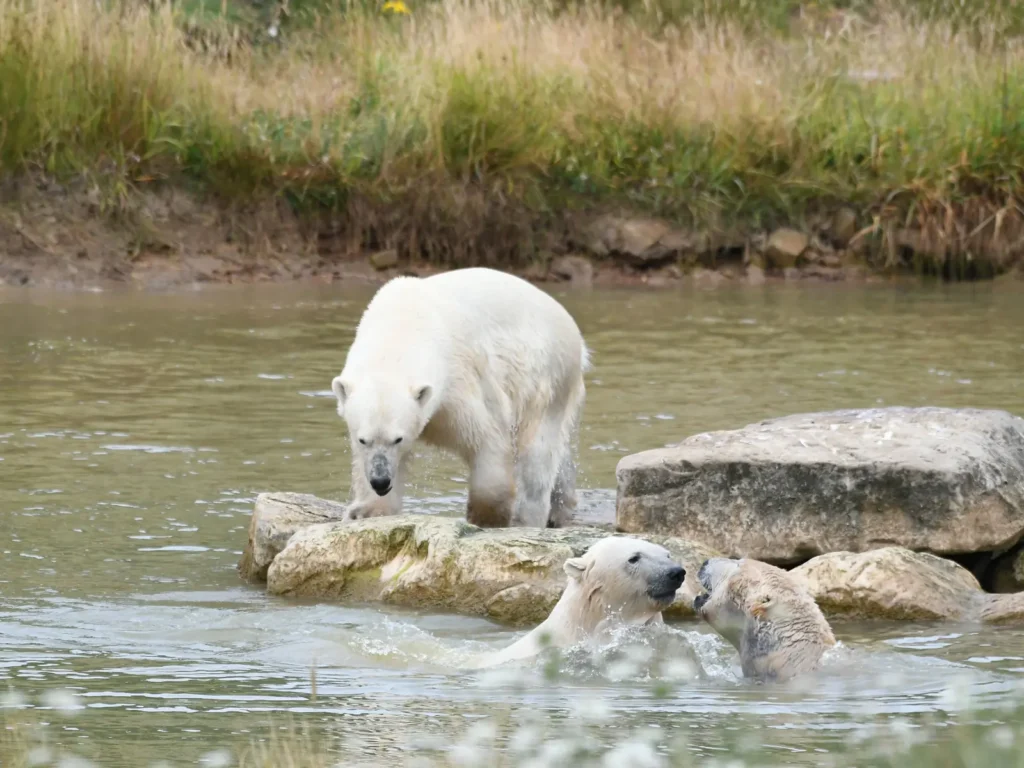 Polar bears swimming at Yorkshire Wildlife Park