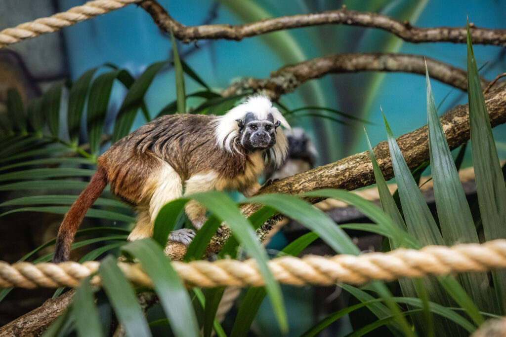 Cotton-top tamarin climbing through branches at Folly Farm Adventure Park and Zoo