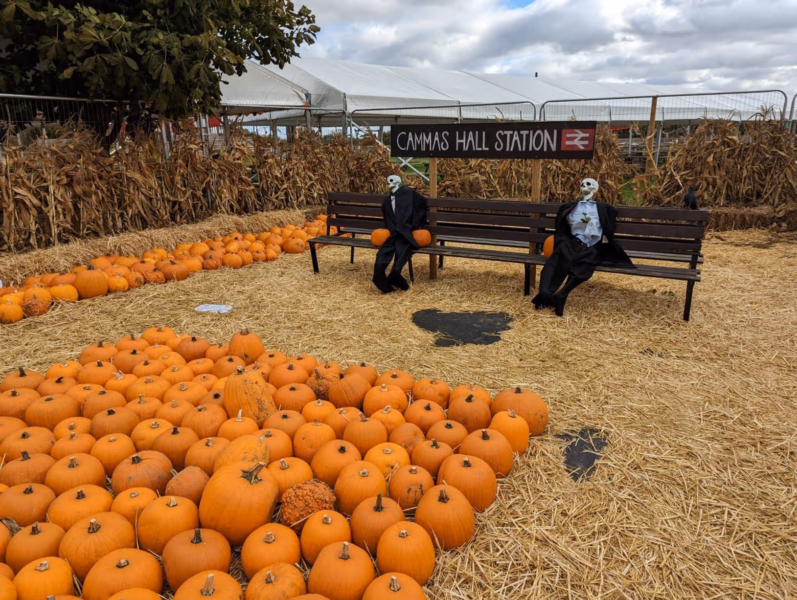 Pumpkins spread across a straw-covered patch beside two skeletons seated on a bench beneath a “Cammas Hall Station” sign.