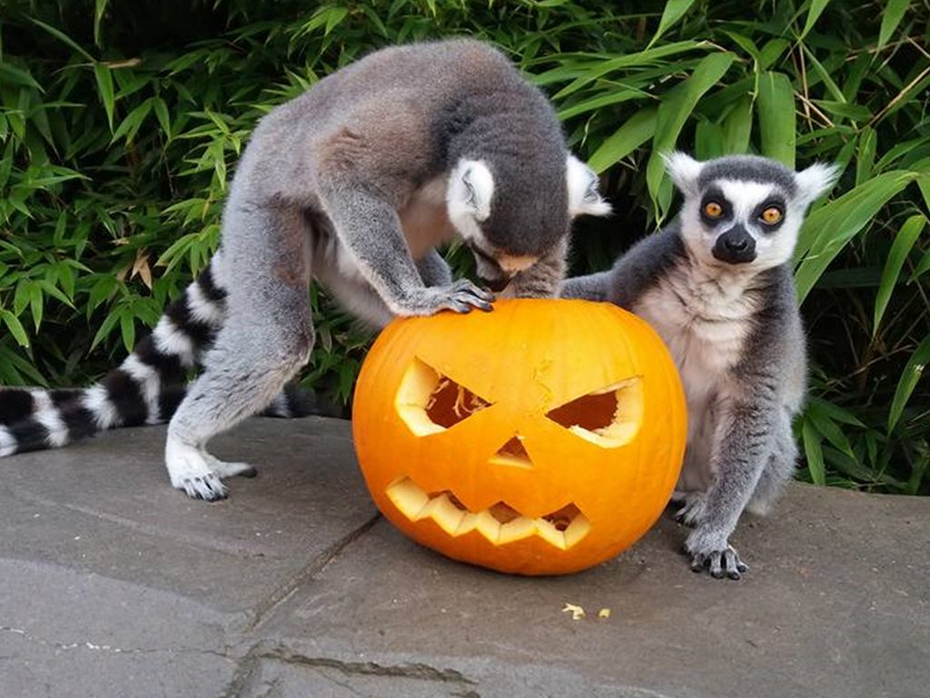 Two ring-tailed lemurs investigate a carved Halloween pumpkin, with bamboo behind them.