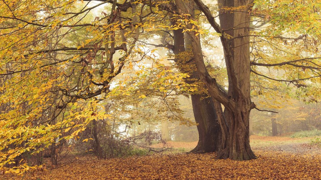 Large trees with golden autumn leaves stand in a misty woodland, with fallen leaves covering the ground.