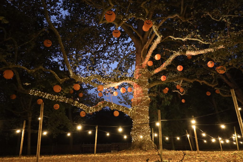 Magical Halloween pumpkin tree at Audley End Enchanted Railway, decorated with glowing jack-o’-lanterns and twinkling fairy lights, illuminating the woodland at dusk during the Halloween Special.