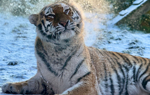 Tiger laying in snow.