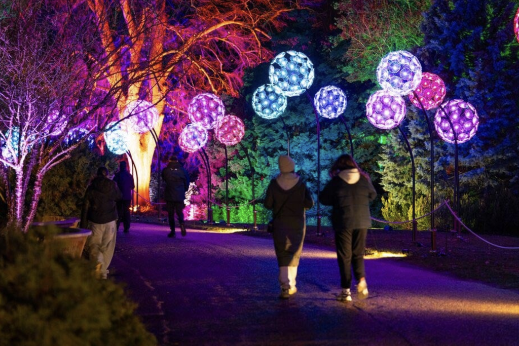 Visitors exploring a magical Christmas light trail at night, surrounded by colourful illuminated trees and glowing light installations at Audley End Enchanted Railway’s Christmas Special in Essex.