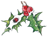 Holly Ladybird
