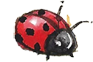 ladybird